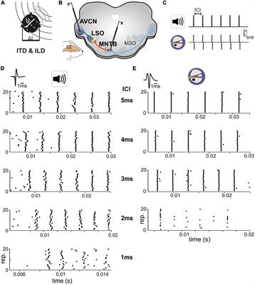 Temporal hyper-precision of brainstem neurons alters spatial sensitivity of binaural auditory processing with cochlear implants